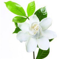 唯美好看栀子花微信头像