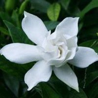 唯美好看栀子花微信头像