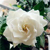 唯美好看栀子花微信头像