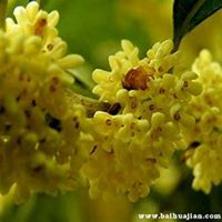 唯美好看桂树微信头像图片