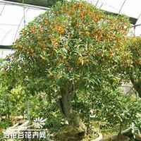 唯美好看桂树微信头像图片