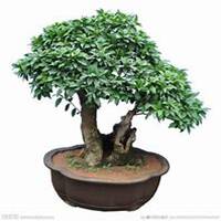 唯美好看桂树微信头像图片