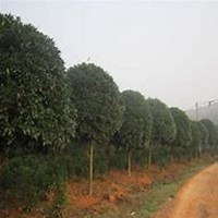 唯美好看桂树微信头像图片