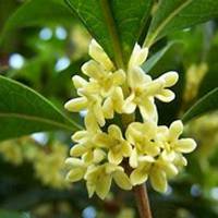 唯美好看桂树微信头像图片