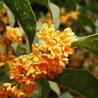 唯美好看桂树微信头像图片