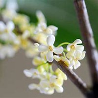 唯美好看桂树微信头像图片