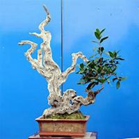 唯美好看桂树微信头像图片