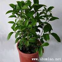 唯美好看桂树微信头像图片