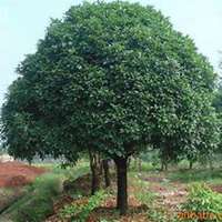 唯美好看桂树微信头像图片