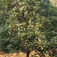 唯美好看桂树微信头像图片