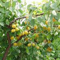 唯美好看梨树微信头像图片