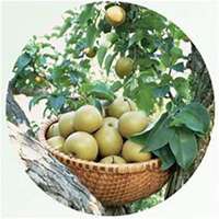 唯美好看梨树微信头像图片