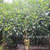 唯美好看梨树微信头像图片