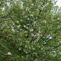 唯美好看梨树微信头像图片