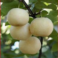 唯美好看梨树微信头像图片