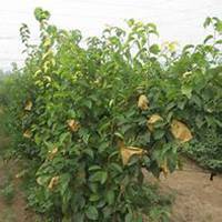 唯美好看梨树微信头像图片