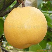 唯美好看梨树微信头像图片