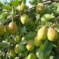 唯美好看梨树微信头像图片