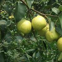 唯美好看梨树微信头像图片