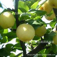 唯美好看梨树微信头像图片