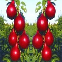 唯美好看梨树微信头像图片