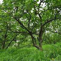 唯美好看梨树微信头像图片