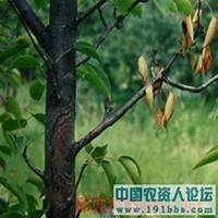 唯美好看梨树微信头像图片