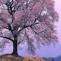 唯美好看梨树微信头像图片