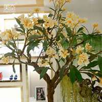 唯美好看梨树微信头像图片