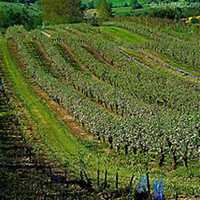 唯美好看梨树微信头像图片