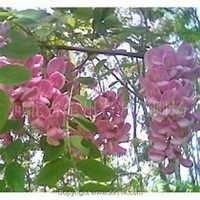 唯美好看梨树微信头像图片