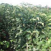 唯美好看梨树微信头像图片