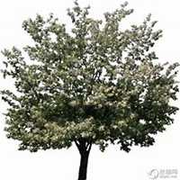 唯美好看梨树微信头像图片