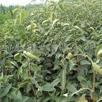 唯美好看梨树微信头像图片