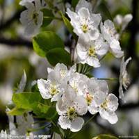 唯美好看梨花微信头像