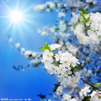 唯美好看梨花微信头像