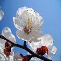 唯美好看梨花微信头像