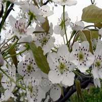 唯美好看梨花微信头像