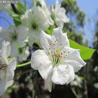 唯美好看梨花微信头像