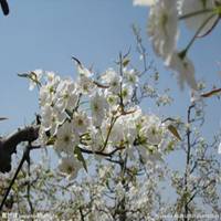 唯美好看梨花微信头像