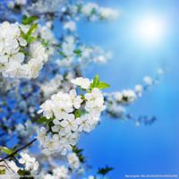 唯美好看梨花微信头像