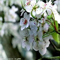 唯美好看梨花微信头像