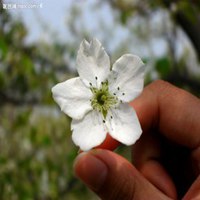 唯美好看梨花微信头像