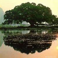 唯美好看榕树微信头像