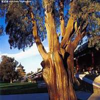 唯美好看榕树微信头像