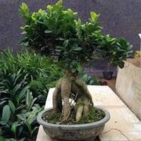 唯美好看榕树微信头像