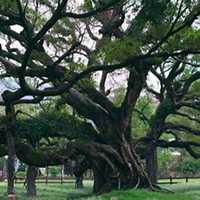 唯美好看榕树微信头像