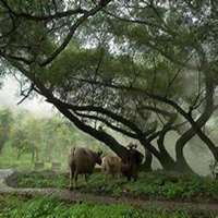 唯美好看榕树微信头像