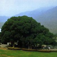 唯美好看榕树微信头像