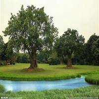 唯美好看榕树微信头像